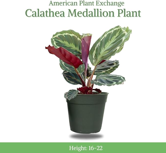 American Plant Exchange Calathea Medallion - 6-Inch with Pot Cover – Live Pet-Friendly Indoor Houseplant with Wavy Green Leaves for Low-Light Homes, Offices, Bedrooms & Shelf Décor