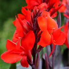 Canna 'Compact Australia', a Great Live Pond Plant for Your Water Garden. Filters The koi and Goldfish Pond. Good for Bogs, Plant Shelf or Shallow Water This marginal Aquatic is a Real Beauty
