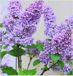 Old Fashioned Lilac Bushes Live Plants (2 Pack) – 18–24” Tall - Syringa vulgaris – Fragrant Lavender Purple Flowers – Hardy Flowering Shrubs
