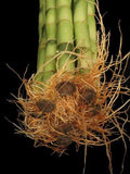 Jmbamboo-10 Stalks of 18 Inches Straight Lucky Bamboo ,Exclusive Design By Jmbamboo
