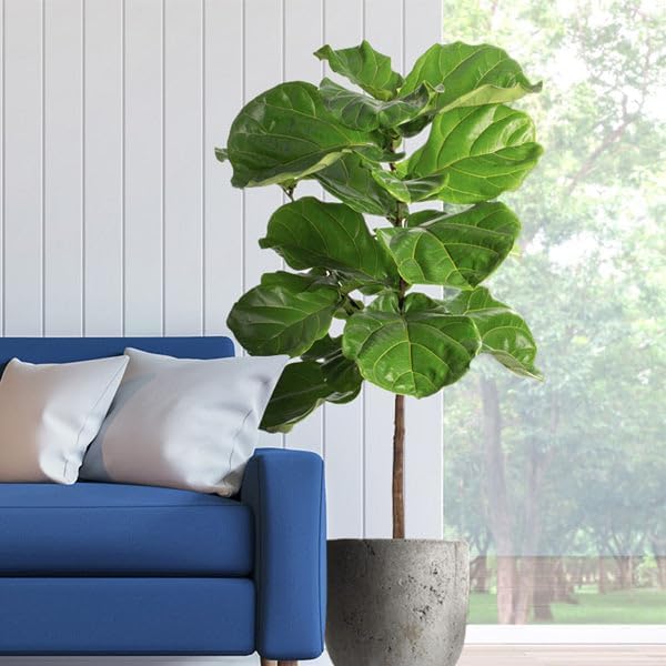 Brighter Blooms - Fiddle-Leaf Fig Tree, 6-7 ft. - No Shipping to AK, AZ, HI, OR