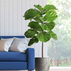 Brighter Blooms - Fiddle-Leaf Fig Tree, 3-4 ft. - No Shipping to AK, AZ, HI, OR