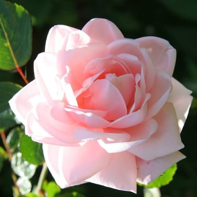 Pink Climbing Rose Live Plant, Can Grow As Rose Bushes Shrubs, Fragrant Ready to Plant, Starter Size, 5 to 10 Inc Tall, Dormant in Winter
