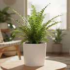 Fern Lemon Button Live Plant – Nephrolepis Cordifolia ‘Duffii’ – Pet Friendly Houseplant – Airy Compact Desk Plant (Nursery Pot, 3" Pot)