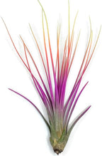 Colorful Tillandsia Air Plants, Live Air Plant, Air Purification Plants, Home Decor & Gift, Healthy Arrival Guarantee, Garden Airplant, Easy Care Plant, Rainbow #3 (6 Pack)