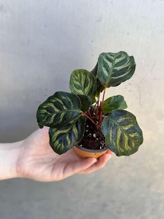 PLANTVERS Live Calathea Plant in 2" Grow Pot – Easy Care & Low Maintenance Tropical Houseplant – Air Purifying Indoor Plant for Low Light & Home Décor (Calathea Makoyana)