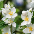 Sweet Mock Orange Shrub - 6-12" Tall Live Plant - Mockorange Bush - Fragrant White Blooming Ornamental Plant - Philadelphus coronarius