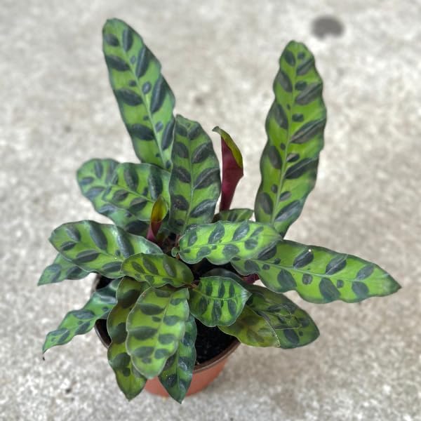 Rattlesnake Calathea Plant in 2" Pot - Live Rattlesnake Plant - Pet Safe Air Purifying Indoor Outdoor House Plants Flowers for Home Office Wedding Decor & Birthday Gift (Small)(Heat Pack Included)