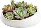 Modern Ceramic Succulent Pot with Drainage – Indoor Plant Pots, Artistic Design Flower Pots for Home, Office, Weddings & Party Décor