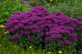 Greenwood Nursery: Live Perennial Plants - Bee Balm Grape Gumball + Monarda Didyma - [Qty: 10x Pint Pots] - (Click for Other Available Plants/Quantities)