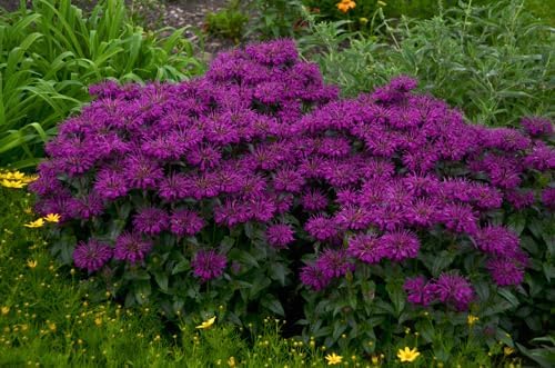 Greenwood Nursery: Live Perennial Plants - Bee Balm Grape Gumball + Monarda Didyma - [Qty: 10x Pint Pots] - (Click for Other Available Plants/Quantities)