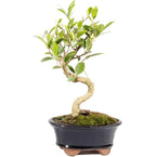 Brussel's Bonsai - Live Golden Gate Ficus Bonsai Tree in Ceramic Bonsai Pot, Indoor Bonsai Plant, 4 Years Old, 5-8 Inches Tall, Easy Care Houseplant for Home or Office (Small, Green)