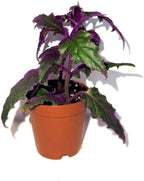Gynura aurantiaca - Purple Passion Plant – Live Indoor Houseplant – 2 Inch Pot – Vibrant Purple Foliage