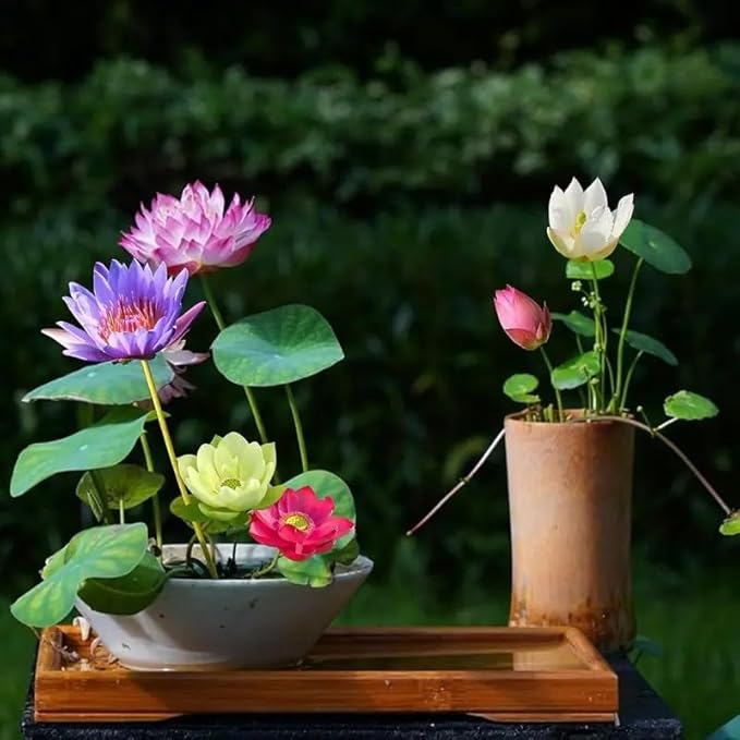 160pcs Mixed Color Bowl Lotus Seeds for Planting - Non-GMO Bonsai Lotus, Water Lily Flower, Easy-Grow Aquatic Plants for Ponds, Water Gardens, and Indoor/Outdoor Spaces