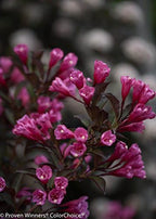 Proven Winners - Weigela florida Wine & Roses (Weigela) Shrub, pink flowers, #2 - Size Container