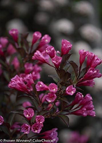 Proven Winners - Weigela florida Wine & Roses (Weigela) Shrub, pink flowers, #2 - Size Container