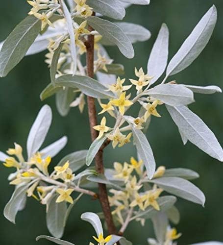 4 White Willow Trees - Rare and Unique Live Tree Plants - White Leaves