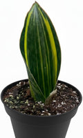 Variegated Shark Fin Snake Plant (4" Grower Pot) - Low Light and Healthy Houseplant - Easy to Care Indoor Plants - Live Healthy Houseplant for Home Office Decoration