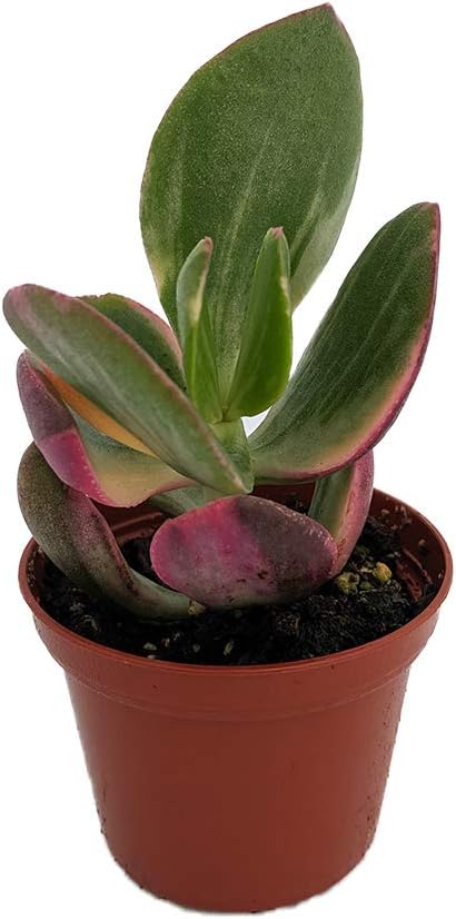 Cream & Green Jade Plant-Crassula ovata VAR. - 2.5" Pot