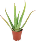 Aloe Vera (9"-13" Tall in 4" Grower Pot) - Air Purifying and Live Healthy Houseplant - Easy to Grow, Easy to Care Indoor Houseplant - Fully Rooted in 2/4/4.5/5/6 inch Sizes
