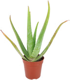Aloe Vera (9"-13" Tall in 4" Grower Pot) - Air Purifying and Live Healthy Houseplant - Easy to Grow, Easy to Care Indoor Houseplant - Fully Rooted in 2/4/4.5/5/6 inch Sizes