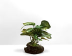 JGbaby Artificial Aquarium Plants,Fish Tank Decorations Betta Leaf Hammock 4in Realistic Silk & Plastic Plants, Hideout Decor for Betta. Goldfish,Reptiles,Small Tanks (Green Type-C)