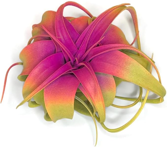 XL Xerographica Colored Air Plant, Live Tillandsia House Plant, Easy Care Indoor Outdoor, Great Gift, Healthy Arrival Guaranteed (Rainbow #3)