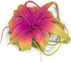 XL Xerographica Colored Air Plant, Live Tillandsia House Plant, Easy Care Indoor Outdoor, Great Gift, Healthy Arrival Guaranteed (Rainbow #3)