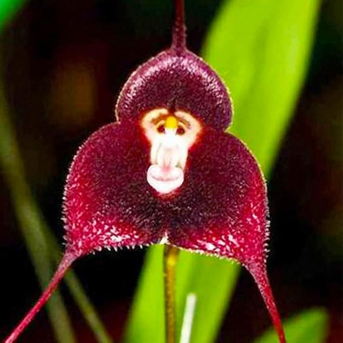 210+ Perennial Orchid Flower Seeds for Planting-Non-GMO Heirloom Plant Seeds Garden Outdoor