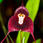 210+ Perennial Orchid Flower Seeds for Planting-Non-GMO Heirloom Plant Seeds Garden Outdoor