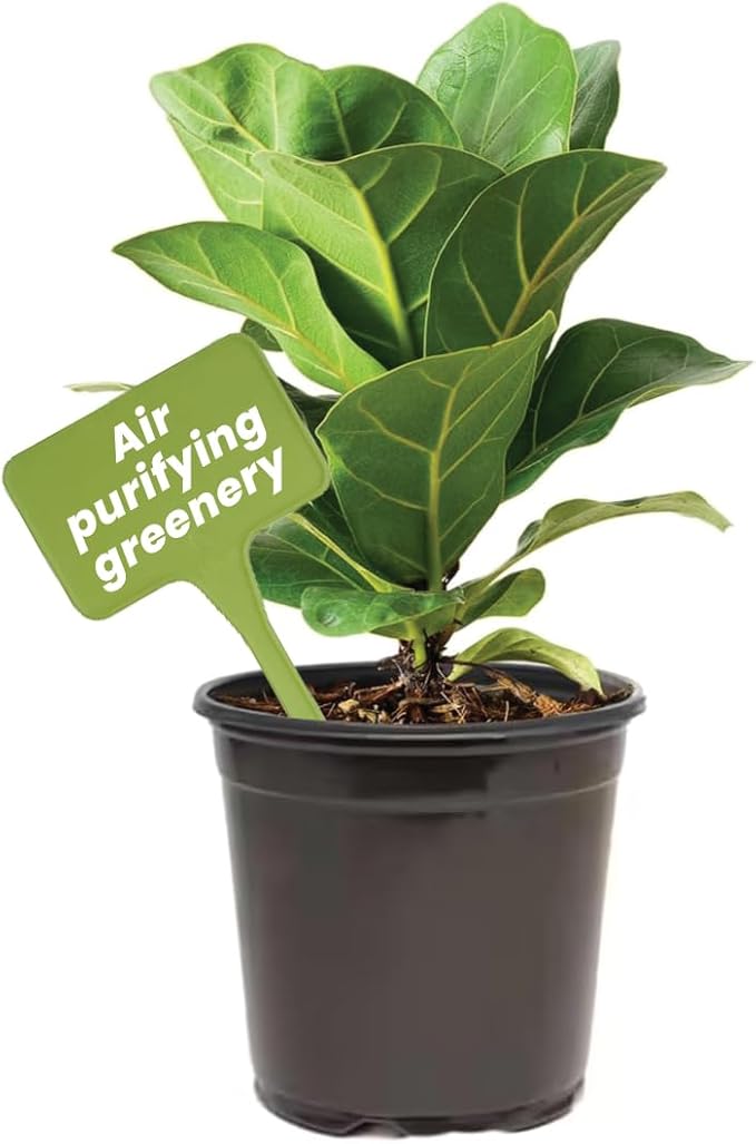 American Plant Exchange Live Fiddle Leaf Fig – 6-Inch Pot – Bold Leafy Indoor Plant for Bright Spaces