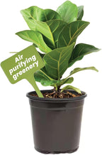 American Plant Exchange Live Fiddle Leaf Fig – 6-Inch Pot – Bold Leafy Indoor Plant for Bright Spaces