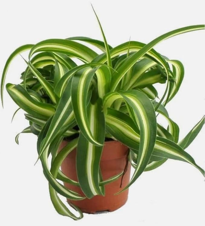 Curly Spider Plant Live House Plants, Air Purifying Plants Indoor Chlorophytum Airplant 4" Pot
