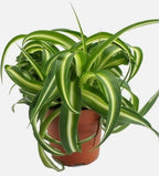 Curly Spider Plant Live House Plants, Air Purifying Plants Indoor Chlorophytum Airplant 2" Pot