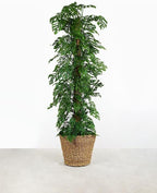 Gardenera Monstera Adansonii Advanced Potting Blend: Boost Aeration, Drainage & Nutrient Absorption - 4 Quart