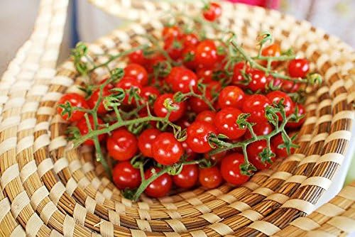 30 Sweetie Cherry a.k.a. Sugar Sweetie Tomato Seeds, Heirloom Non-GMO, Extra Sweet, Heavy-Yielding, Indeterminate, Open-Pollinated, Delicious from USA Solanum lycoperscium