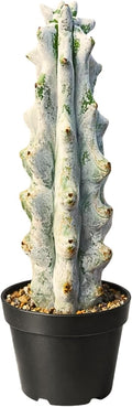 Stenocereus Beneckei Cactus – Rare Live Succulent Plant – 8"-10” Tall – Unique Columnar Cactus for Indoor & Outdoor Decor – Drought-Tolerant, Easy Care Live Plant
