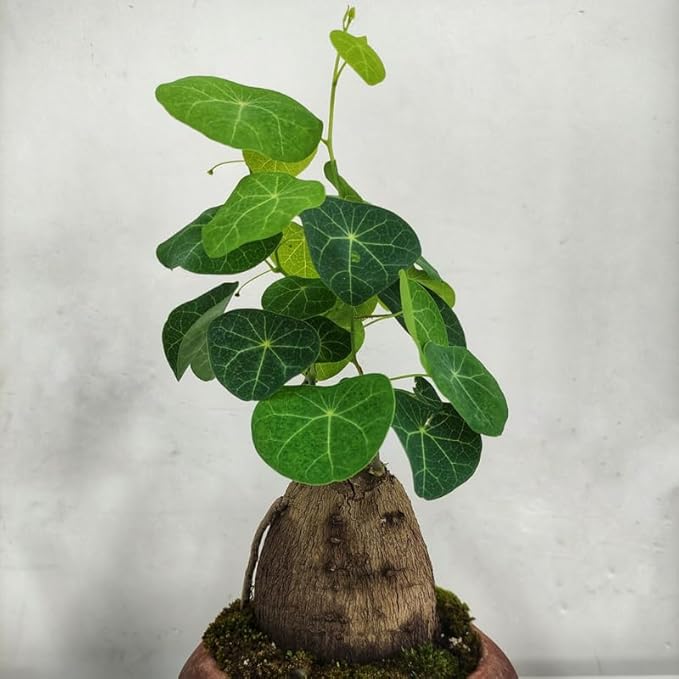 Stephania Erecta Bulb Style Plant in 2.5 – 3" Inch Pot | Stephania Cephalantha Live Caudex | Easy Indoor Growing | Decorative Addition to Home & Office | Ideal for Unique Plant Gifts