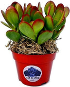 Fat Plants San Diego Succulent Plant(s) Fully Rooted in 4 inch Planter Pots with Soil - Real Live Potted Succulents/Unique Indoor Cactus Decor (1, Crassula Ovata Jade Plant)