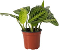 Maranta 'Lemon Lime' Live Plant for Indoor | Different Houseplants in 4'' & 6'' Pot | Real House Plant for Living Room, Office, Desk & Bathroom | Prayer Plant