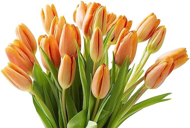 KaBloom - PREMIUM 20 Orange Tulips without vase - Fresh Flowers for Birthday, Valentine's & Mother's Day