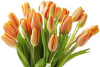 KaBloom - PREMIUM 20 Orange Tulips without vase - Fresh Flowers for Birthday, Valentine's & Mother's Day