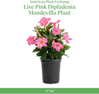 American Plant Exchange Dipladenia Bush 'Pink', 6-Inch Pot, Continuous Blooms, Easy-to-Care Live Plant for Indoor & Outdoor Use, Flowering Shrub Perfect for Landscapes, Container Gardens & Patios