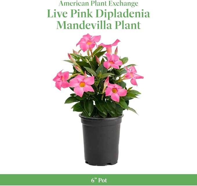 American Plant Exchange Dipladenia Bush 'Pink', 6-Inch Pot, Continuous Blooms, Easy-to-Care Live Plant for Indoor & Outdoor Use, Flowering Shrub Perfect for Landscapes, Container Gardens & Patios