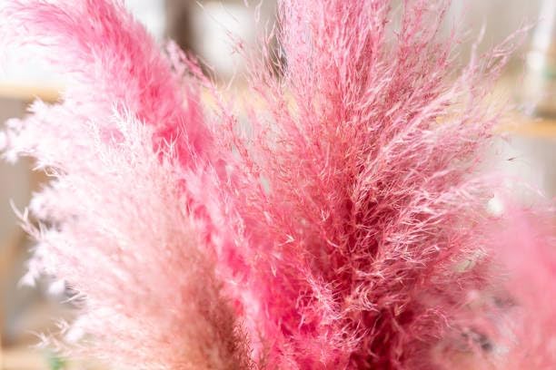 Pink Ornamental Grass Seeds Mix for Planting - 250+ Seeds: Pink Muhly, Pampas & Foxtail Set for Vibrant Garden Borders & Landscaping, Perennial Flowering Displays
