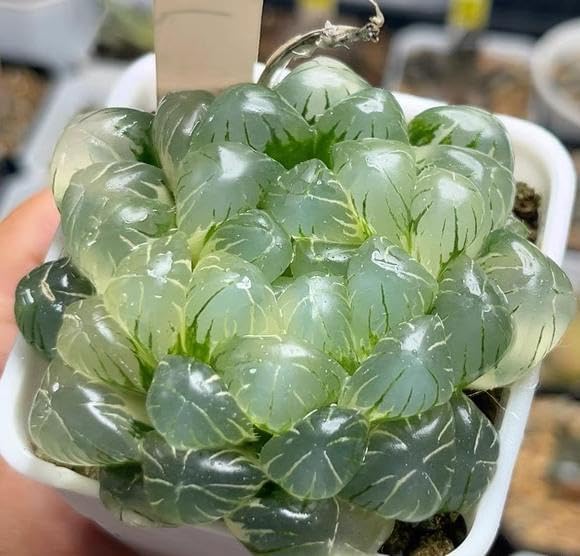 100pcs Mixed Colorful Succulents Seeds Succulent Plants Rare Living Stones Plants Cactus Home Plant