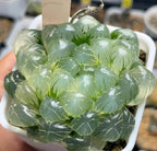 100pcs Mixed Colorful Succulents Seeds Succulent Plants Rare Living Stones Plants Cactus Home Plant