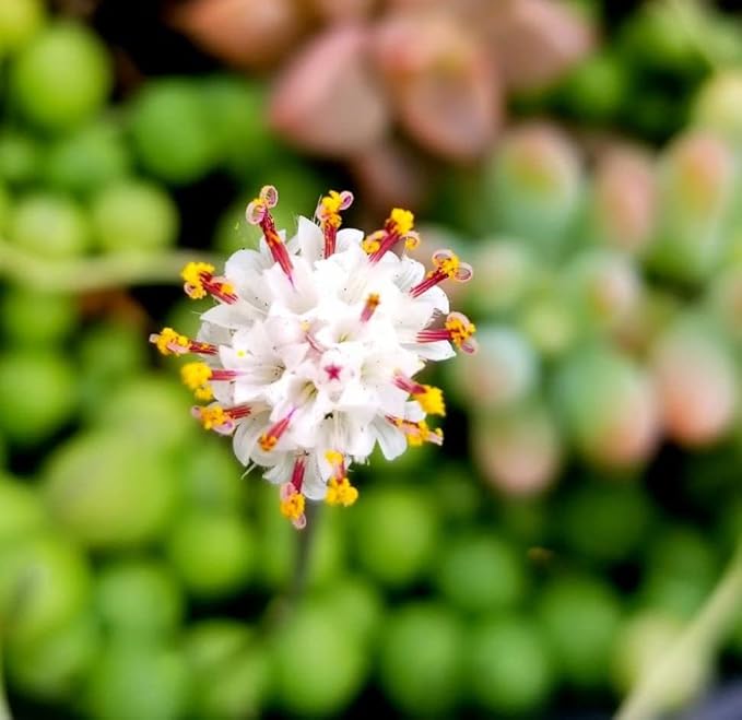 Succulent Plant in Gift Box String of Pearls (Senecio Rowleyanus) - Live Trailing Plants Fully Rooted & in Bloom - Rare House Plant for Home Office Wedding Hanging Decoration - 4" Pot with Soil Mix