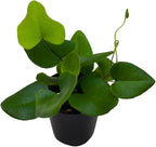 BubbleBlooms Heart Fern, Hemionitis arifolia, Heart Shaped Leaves, Tongue Fern in 2 inch Pot
