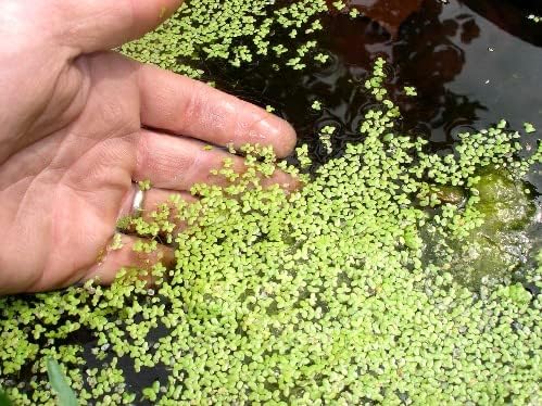 Duckweed (Lemna Minor) - 1200 Plants - Small Disabled Veteran Owned Company - South Shore Retail - Live Aquarium + Pond Plants